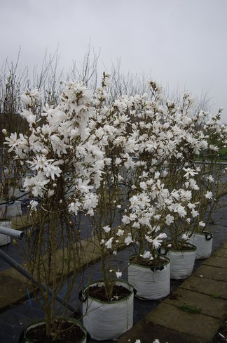 Stern-Magnolie Mehrstämmig | Magnolia stellata