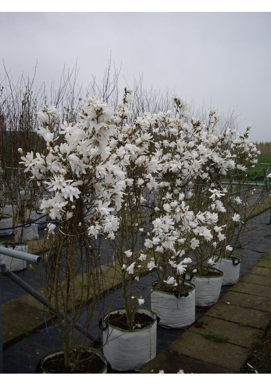 Stern-Magnolie Mehrstämmig | Magnolia stellata