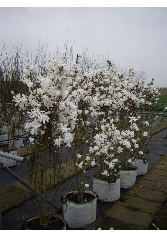 Stern-Magnolie Mehrstämmig | Magnolia stellata