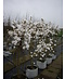 Venovi GmbH Stern-Magnolie Mehrstämmig | Magnolia stellata