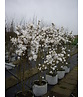 Stern-Magnolie Mehrstämmig | Magnolia stellata