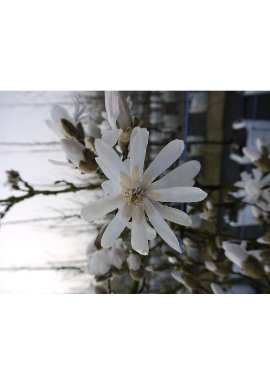 Stern-Magnolie Mehrstämmig | Magnolia stellata