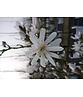 Stern-Magnolie Mehrstämmig | Magnolia stellata