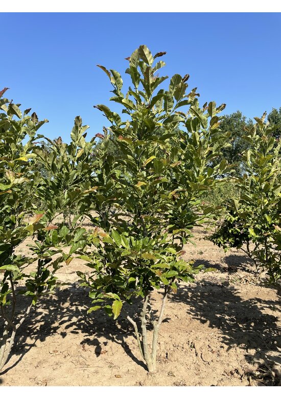 Rosa Stern-Magnolie 'Leonard Messel' - Mehrstämmig | Magnolia loebneri 'Leonard Messel'