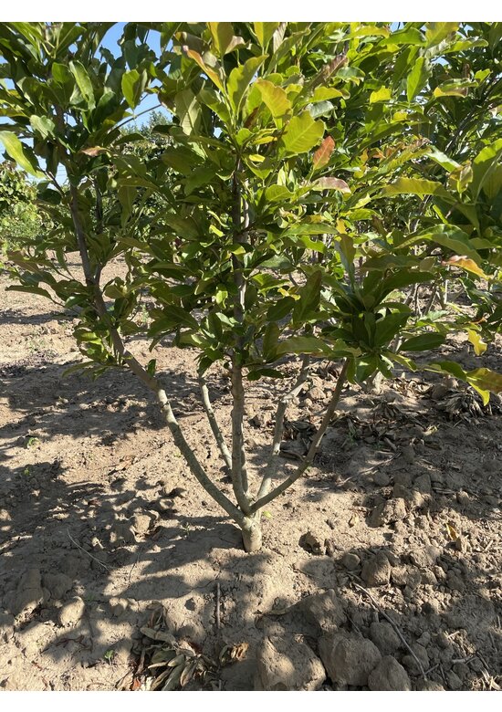 Rosa Stern-Magnolie 'Leonard Messel' - Mehrstämmig | Magnolia loebneri 'Leonard Messel'