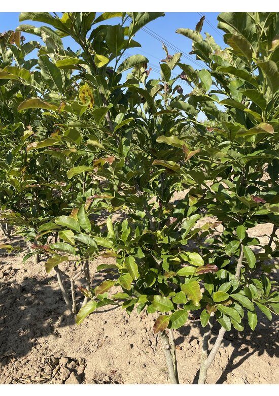 Rosa Stern-Magnolie 'Leonard Messel' - Mehrstämmig | Magnolia loebneri 'Leonard Messel'