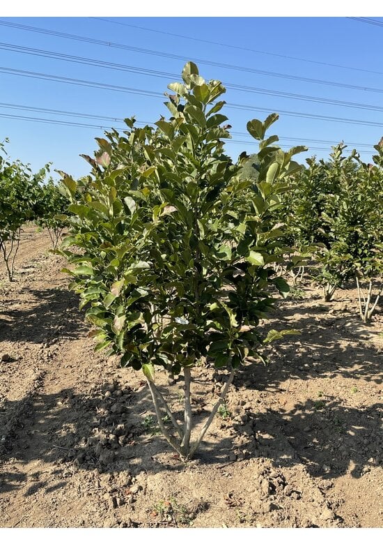 Magnolie 'Merrill' - Mehrstämmig | Magnolia loebneri 'Merrill'