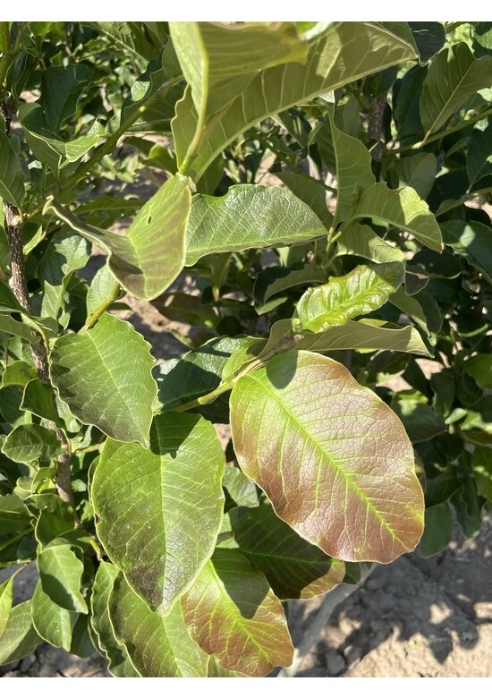 Magnolie 'Merrill' - Mehrstämmig | Magnolia loebneri 'Merrill'