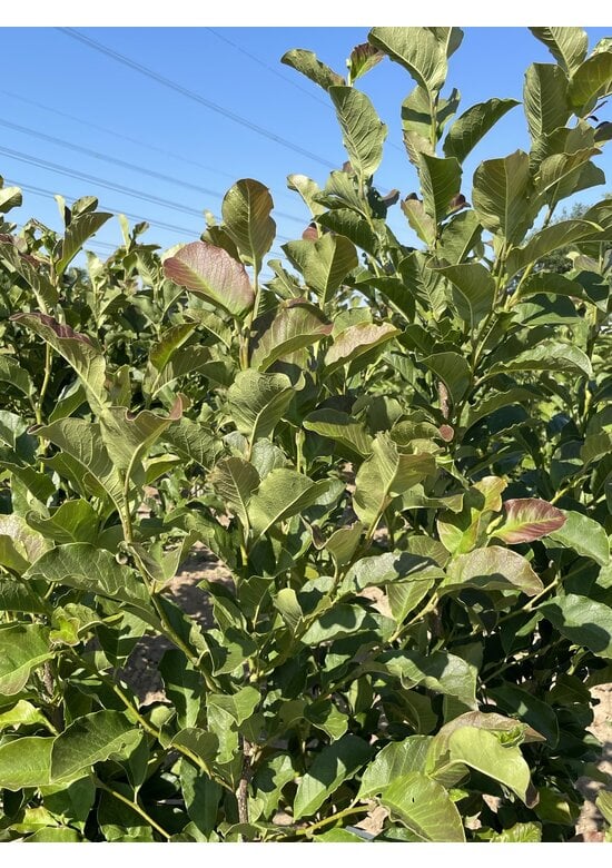 Magnolie 'Merrill' - Mehrstämmig | Magnolia loebneri 'Merrill'