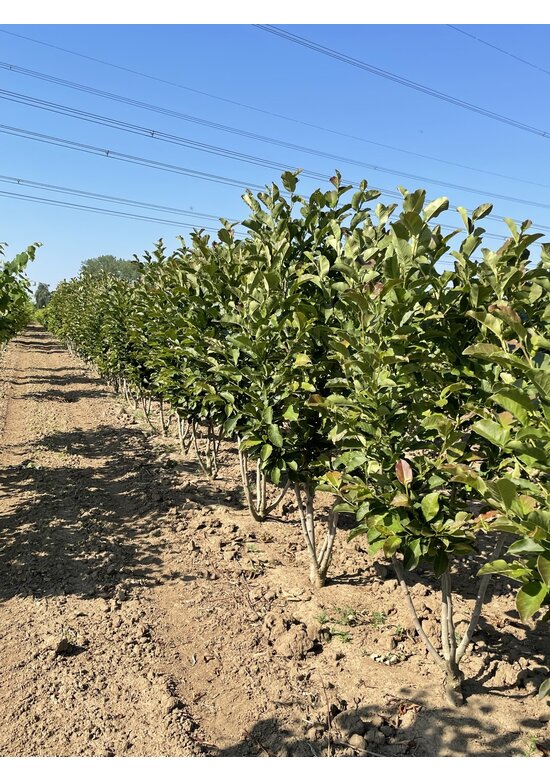Magnolie 'Merrill' - Mehrstämmig | Magnolia loebneri 'Merrill'