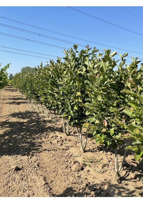 Magnolie 'Merrill' - Mehrstämmig | Magnolia loebneri 'Merrill'