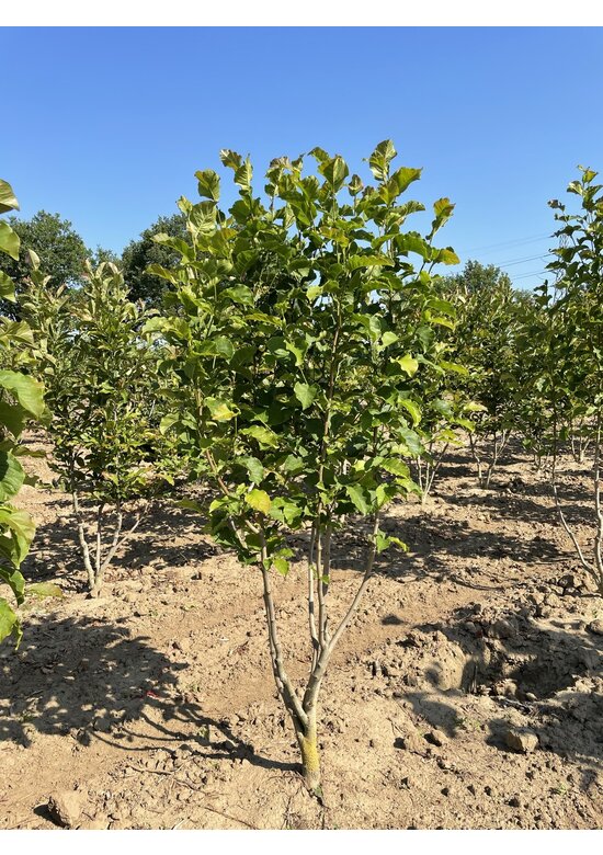Mehrstämmige Kobushi Magnolie | Magnolia kobus