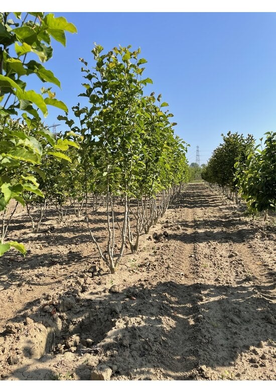 Mehrstämmige Kobushi Magnolie | Magnolia kobus