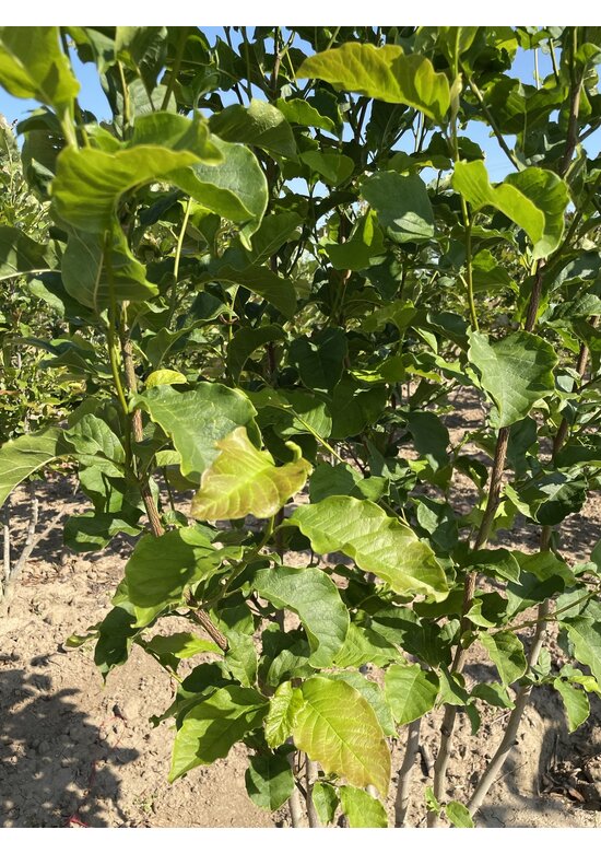 Mehrstämmige Kobushi Magnolie | Magnolia kobus