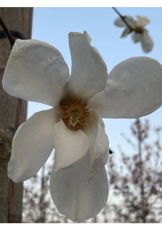Mehrstämmige Kobushi Magnolie | Magnolia kobus