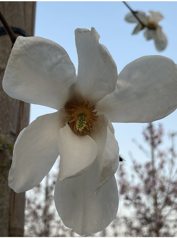 Kobushi-Magnolie - Mehrstämmig | Magnolia kobus Kobushi-Magnolie - Mehrstämmig | Magnolia kobus