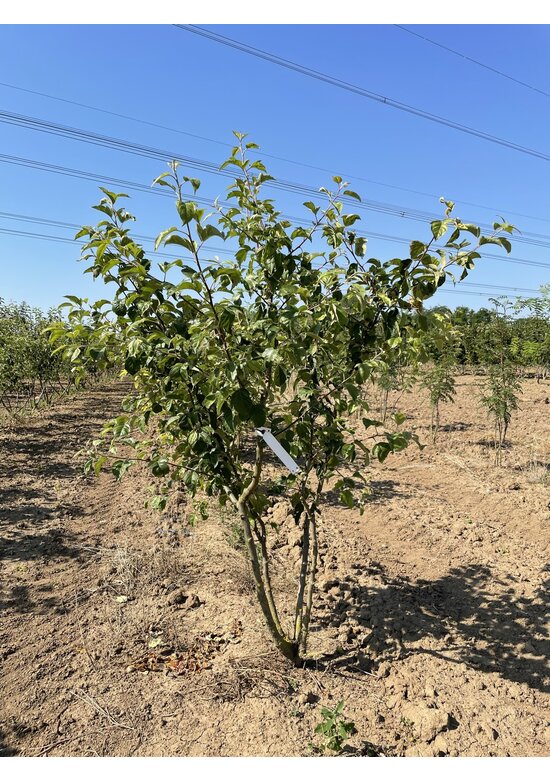 Zierapfel 'Evereste' - Mehrstämmig | Malus 'Evereste'