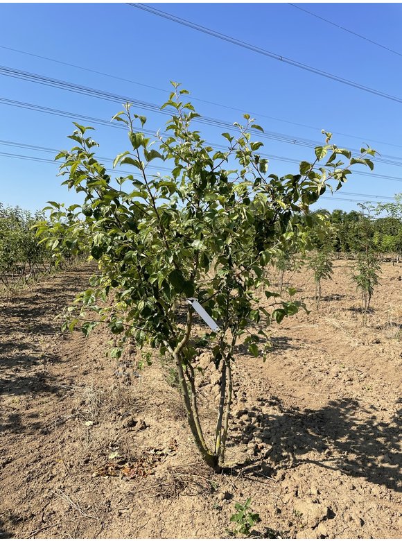 Zierapfel 'Evereste' - Mehrstämmig | Malus 'Evereste' Zierapfel 'Evereste' - Mehrstämmig | Malus 'Evereste'