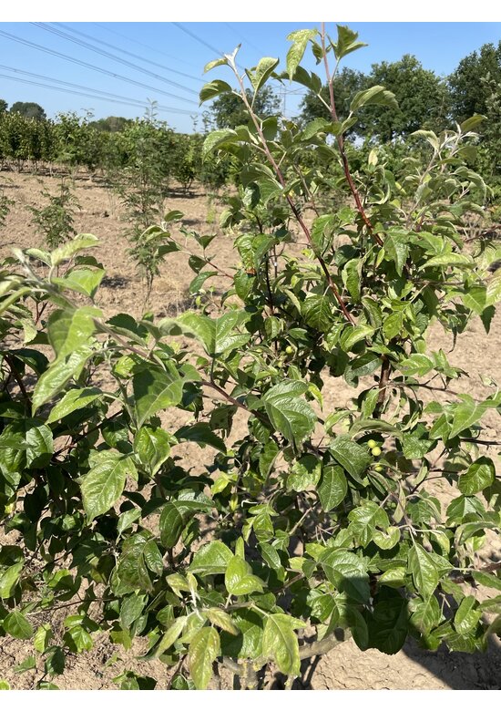 Zierapfel 'Evereste' - Mehrstämmig | Malus 'Evereste'