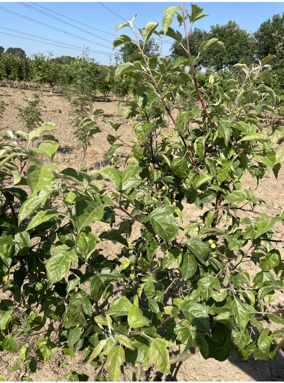 Zierapfel 'Evereste' - Mehrstämmig | Malus 'Evereste' Zierapfel 'Evereste' - Mehrstämmig | Malus 'Evereste'