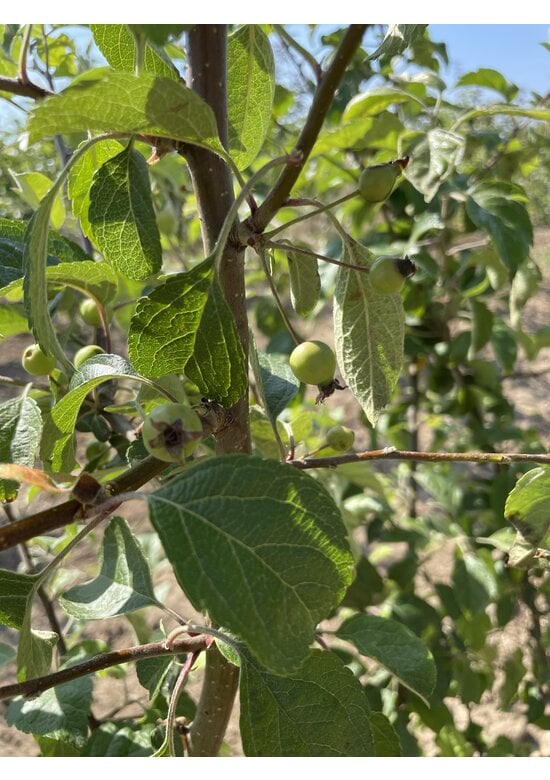 Zierapfel 'Evereste' - Mehrstämmig | Malus 'Evereste'