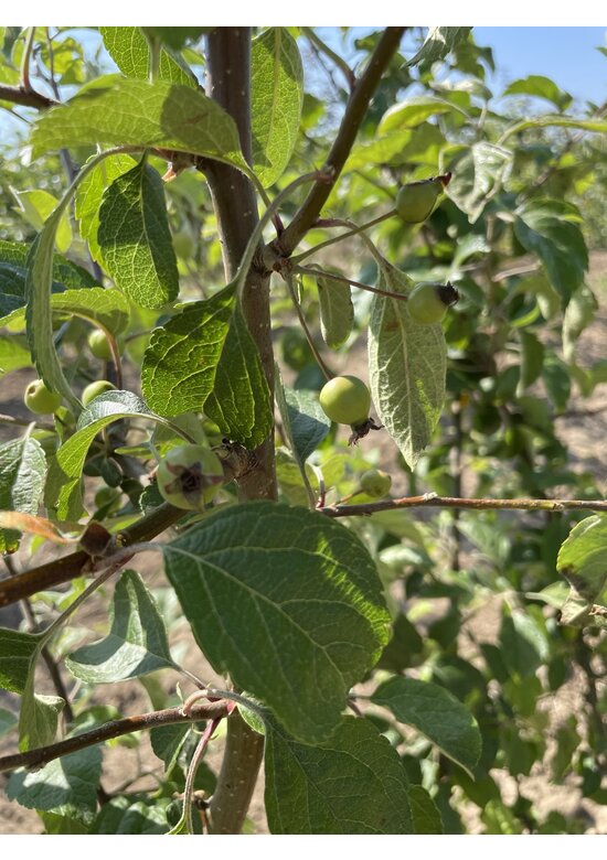 Zierapfel 'Evereste' - Mehrstämmig | Malus 'Evereste'