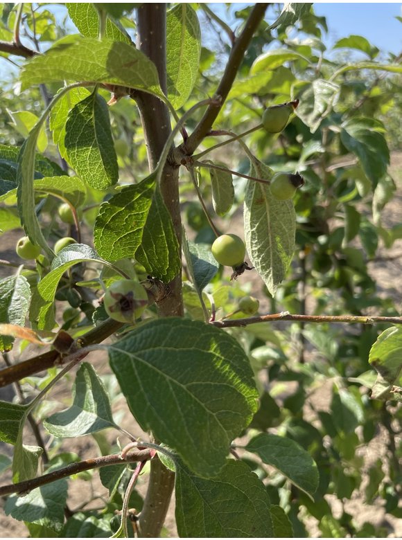 Zierapfel 'Evereste' - Mehrstämmig | Malus 'Evereste' Zierapfel 'Evereste' - Mehrstämmig | Malus 'Evereste'