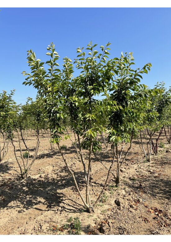 Tokio Kirsche - Mehrstämmig | Prunus yedoensis