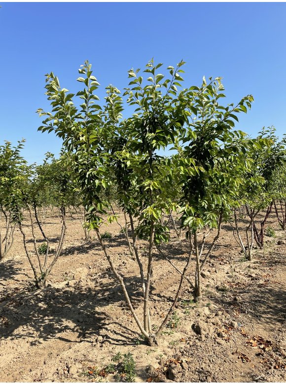 Tokio Kirsche - Mehrstämmig | Prunus yedoensis Tokio Kirsche - Mehrstämmig | Prunus yedoensis