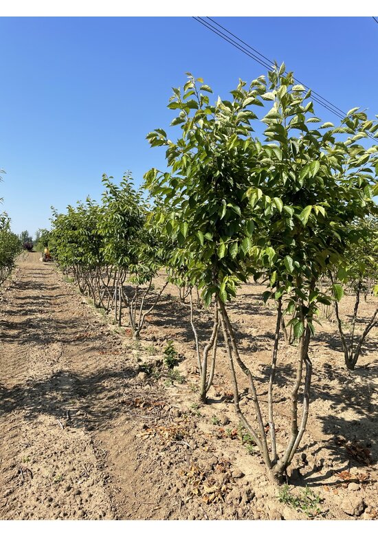 Tokio Kirsche - Mehrstämmig | Prunus yedoensis