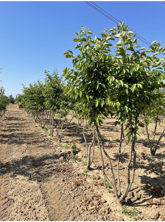 Tokio Kirsche - Mehrstämmig | Prunus yedoensis Tokio Kirsche - Mehrstämmig | Prunus yedoensis