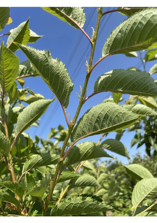 Tokio Kirsche - Mehrstämmig | Prunus yedoensis