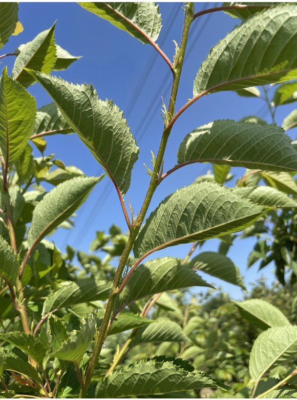 Tokio Kirsche - Mehrstämmig | Prunus yedoensis Tokio Kirsche - Mehrstämmig | Prunus yedoensis