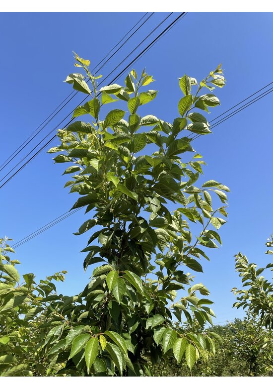 Tokio Kirsche - Mehrstämmig | Prunus yedoensis