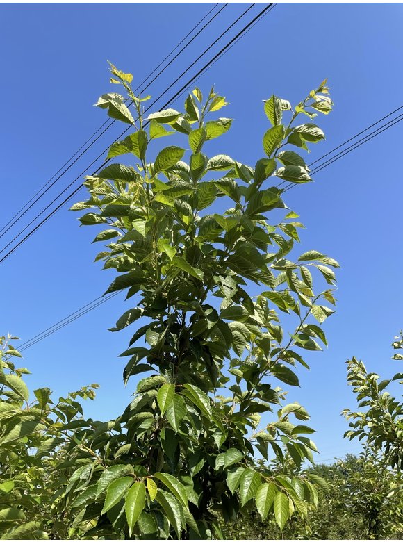 Tokio Kirsche Prunus yedoensis Mehrstämmig | Prunus yedoensis Tokio Kirsche Prunus yedoensis Mehrstämmig | Prunus yedoensis