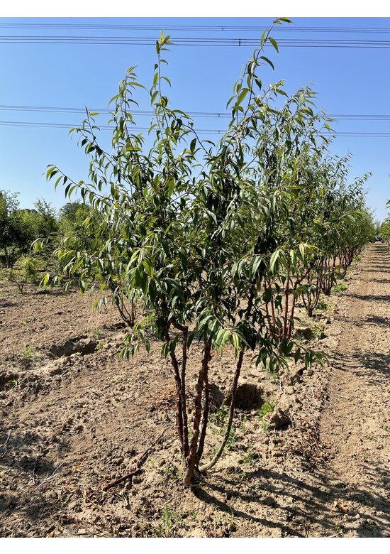 Mahagoni-Kirsche - Tibetanische Berg-Kirsche - Mehrstämmig | Prunus serrula Mahagoni-Kirsche - Tibetanische Berg-Kirsche - Mehrstämmig | Prunus serrula