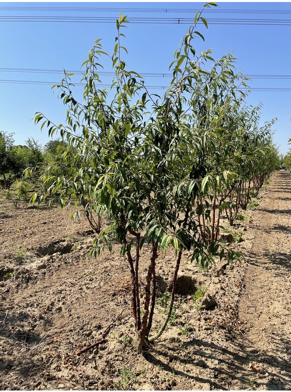 Mahagoni-Kirsche - Tibetanische Berg-Kirsche - Mehrstämmig | Prunus serrula Mahagoni-Kirsche - Tibetanische Berg-Kirsche - Mehrstämmig | Prunus serrula