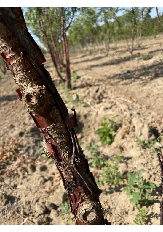 Mahagoni-Kirsche - Tibetanische Berg-Kirsche - Mehrstämmig | Prunus serrula