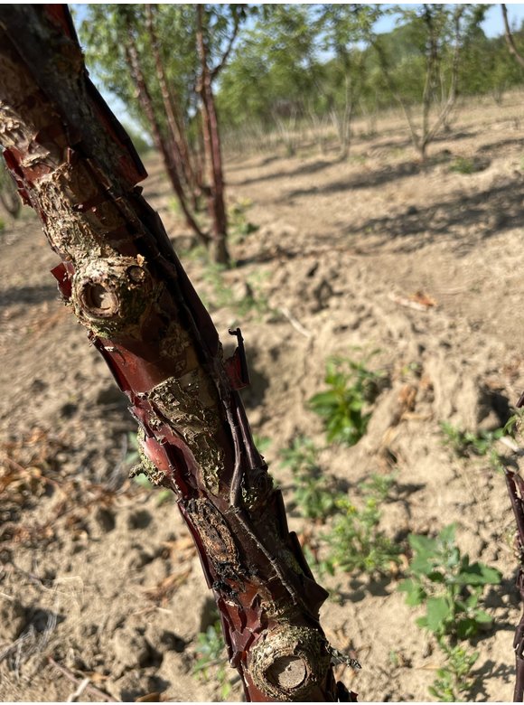 Mahagoni-Kirsche Mehrstämmig | Prunus serrula Mehrstämmig Mahagoni-Kirsche Mehrstämmig | Prunus serrula Mehrstämmig