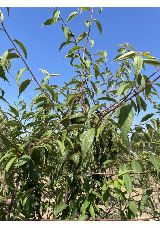 Mahagoni-Kirsche - Tibetanische Berg-Kirsche - Mehrstämmig | Prunus serrula