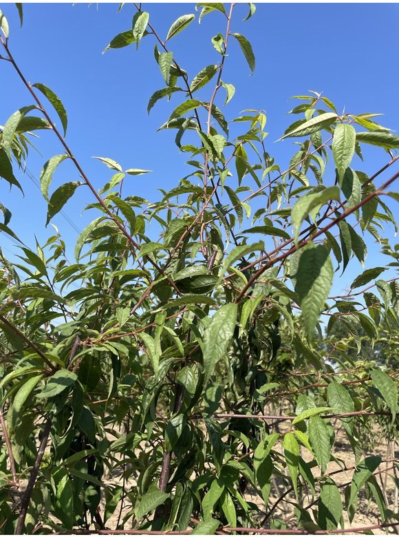 Mahagoni-Kirsche - Tibetanische Berg-Kirsche - Mehrstämmig | Prunus serrula Mahagoni-Kirsche - Tibetanische Berg-Kirsche - Mehrstämmig | Prunus serrula