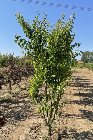 Stadtbirne 'Chanticleer' - Mehrstämmig | Pyrus calleryana 'Chanticleer' Stadtbirne 'Chanticleer' - Mehrstämmig | Pyrus calleryana 'Chanticleer'