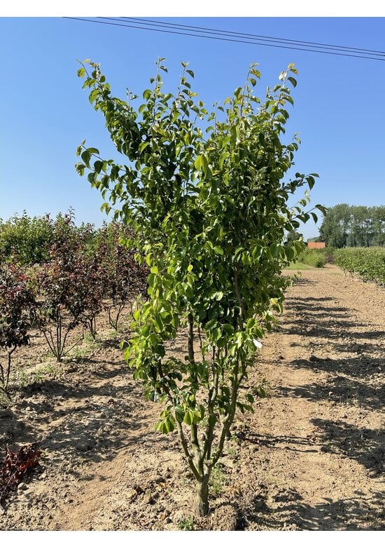 Stadtbirne 'Chanticleer' - Mehrstämmig | Pyrus calleryana 'Chanticleer'