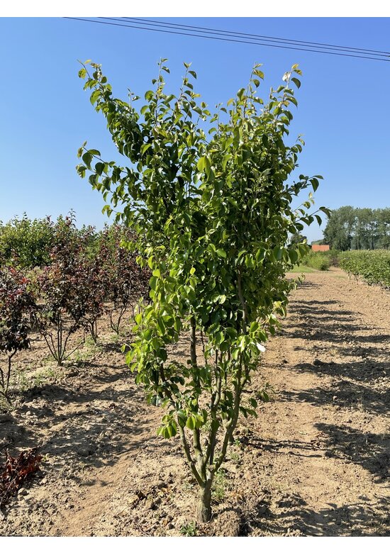 Stadtbirne 'Chanticleer' - Mehrstämmig | Pyrus calleryana 'Chanticleer' Stadtbirne 'Chanticleer' - Mehrstämmig | Pyrus calleryana 'Chanticleer'