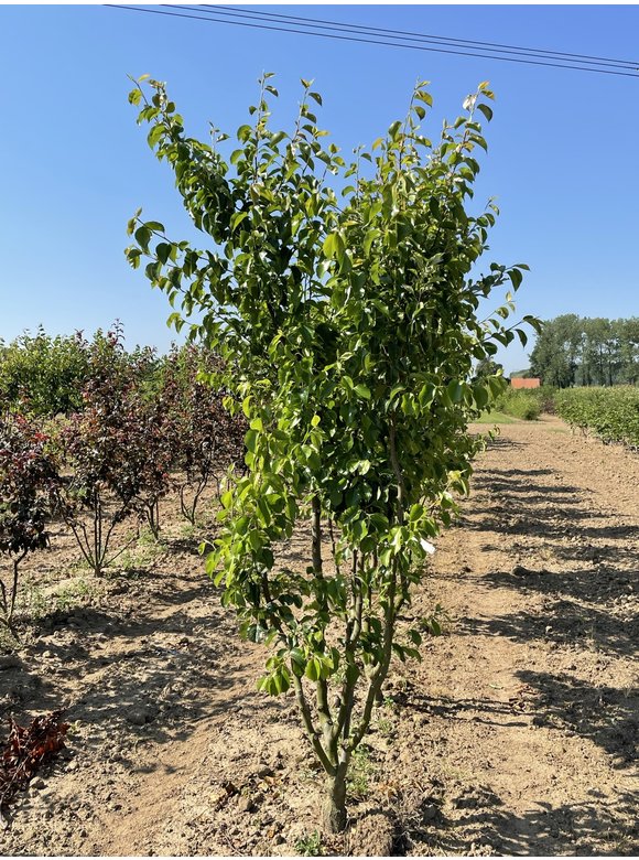 Stadtbirne 'Chanticleer' - Mehrstämmig | Pyrus calleryana 'Chanticleer' Stadtbirne 'Chanticleer' - Mehrstämmig | Pyrus calleryana 'Chanticleer'