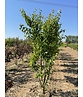 Stadtbirne 'Chanticleer' - Mehrstämmig | Pyrus calleryana 'Chanticleer' Stadtbirne 'Chanticleer' - Mehrstämmig | Pyrus calleryana 'Chanticleer'