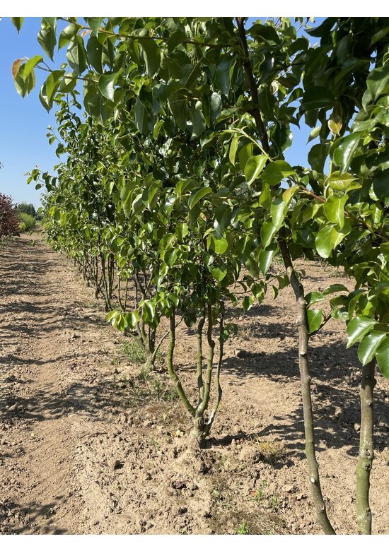 Stadtbirne 'Chanticleer' - Mehrstämmig | Pyrus calleryana 'Chanticleer'