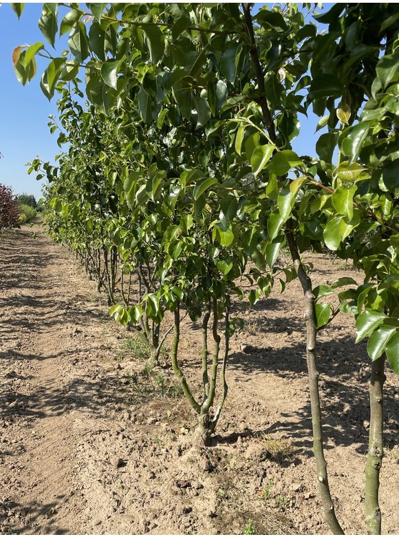 Stadtbirne 'Chanticleer' - Mehrstämmig | Pyrus calleryana 'Chanticleer' Stadtbirne 'Chanticleer' - Mehrstämmig | Pyrus calleryana 'Chanticleer'