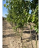 Stadtbirne 'Chanticleer' - Mehrstämmig | Pyrus calleryana 'Chanticleer' Stadtbirne 'Chanticleer' - Mehrstämmig | Pyrus calleryana 'Chanticleer'