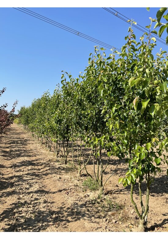 Stadtbirne 'Chanticleer' - Mehrstämmig | Pyrus calleryana 'Chanticleer' Stadtbirne 'Chanticleer' - Mehrstämmig | Pyrus calleryana 'Chanticleer'